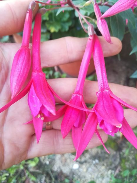  - A-Flori 2019
