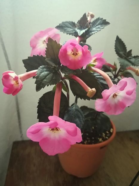 Apple Blossom - A-Flori 2019