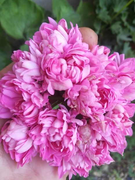 Norland - A-Flori 2019