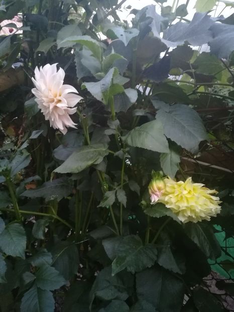  - A-Flori 2019