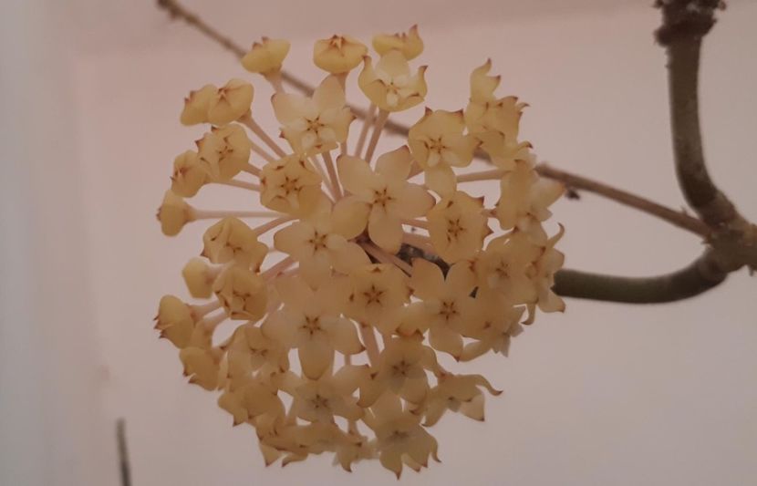 18.08.2019 - Hoya crassicaulis