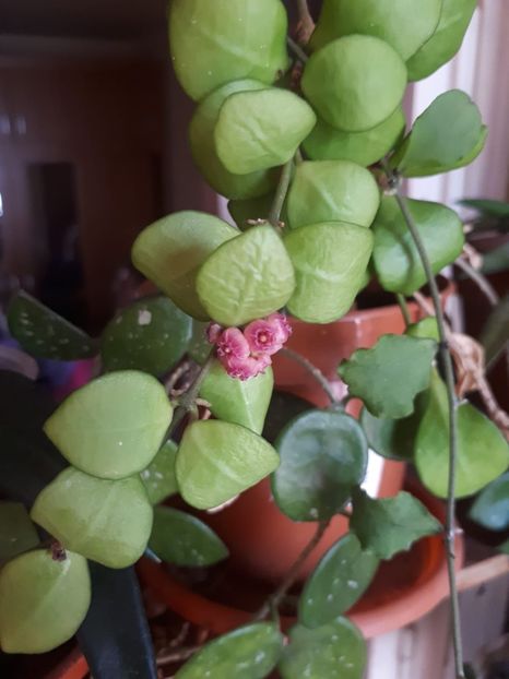 18.08.2019 - Hoya heuscheliana