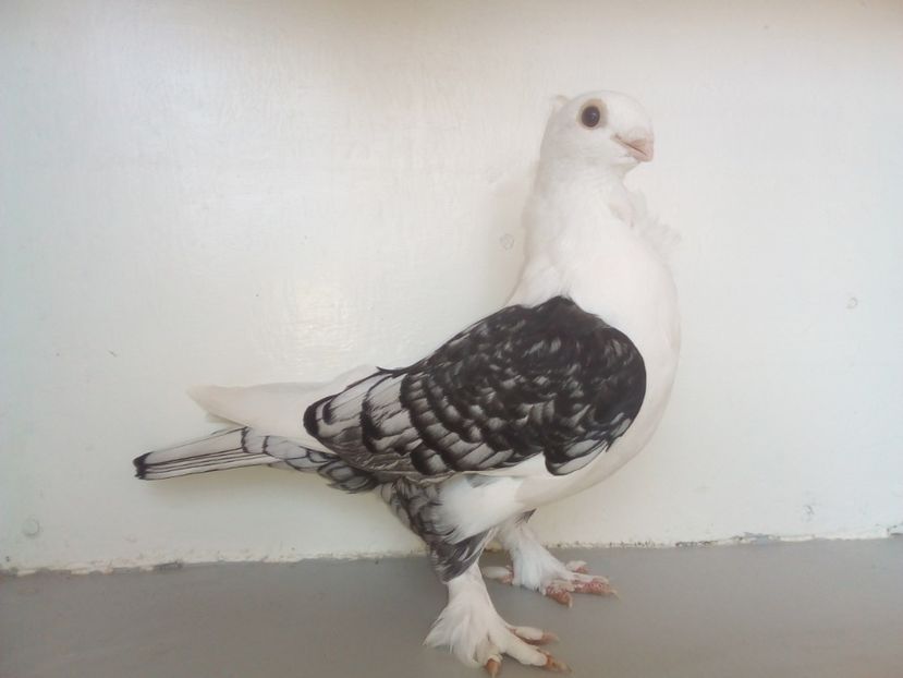  - PORUMBEI CARE MI AU APARTINUT