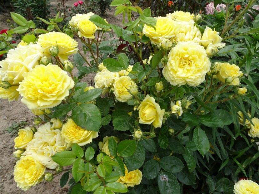  - Anny duperey 2018-19-pierdut