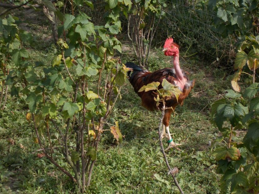  - N -TINERET GAT GOLAS DE TRANSILVANIA 2019
