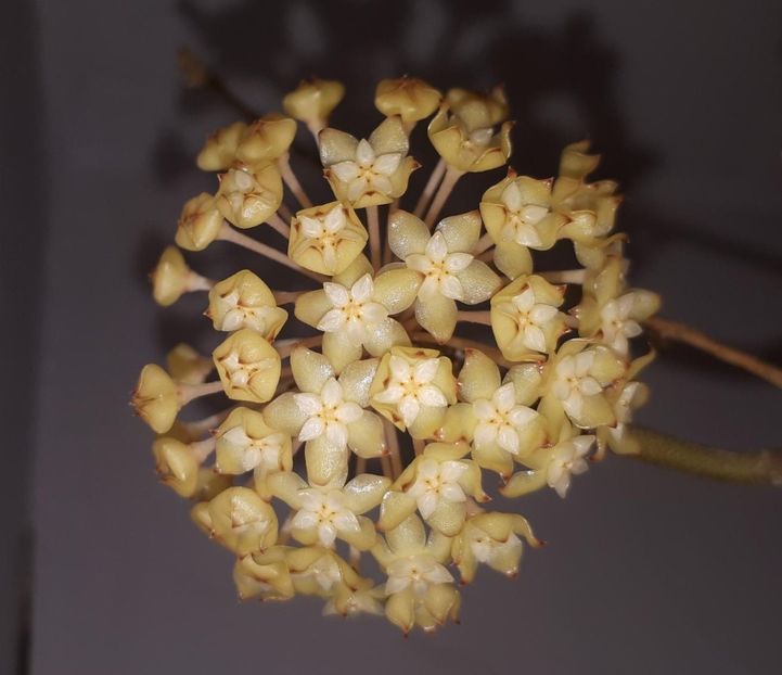 18.08.2019 - Hoya crassicaulis