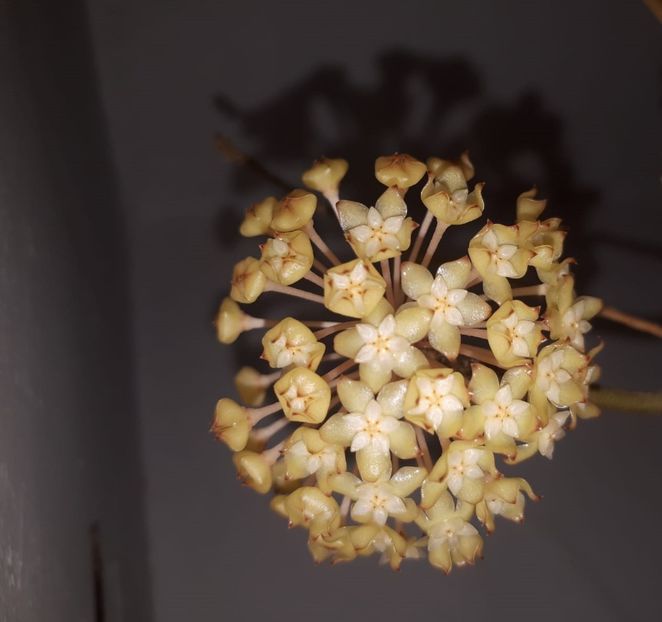 18.08.2019 - Hoya crassicaulis