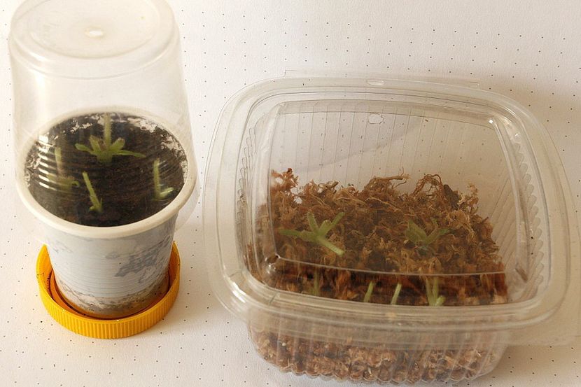 18.08.19 - 2 Inradacinare tija florala