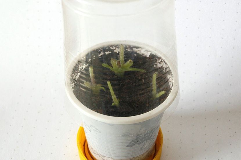 18.08.19 - 2 Inradacinare tija florala