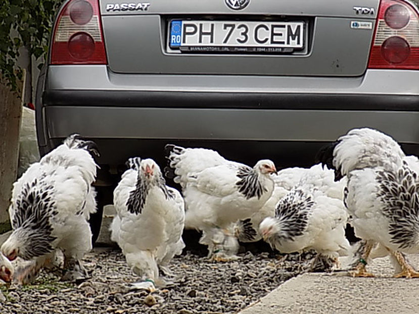  - VIITOR SPERANTE PTR 2020