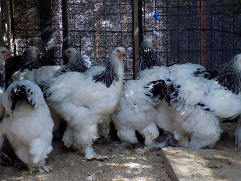  - VIITOR SPERANTE PTR 2020