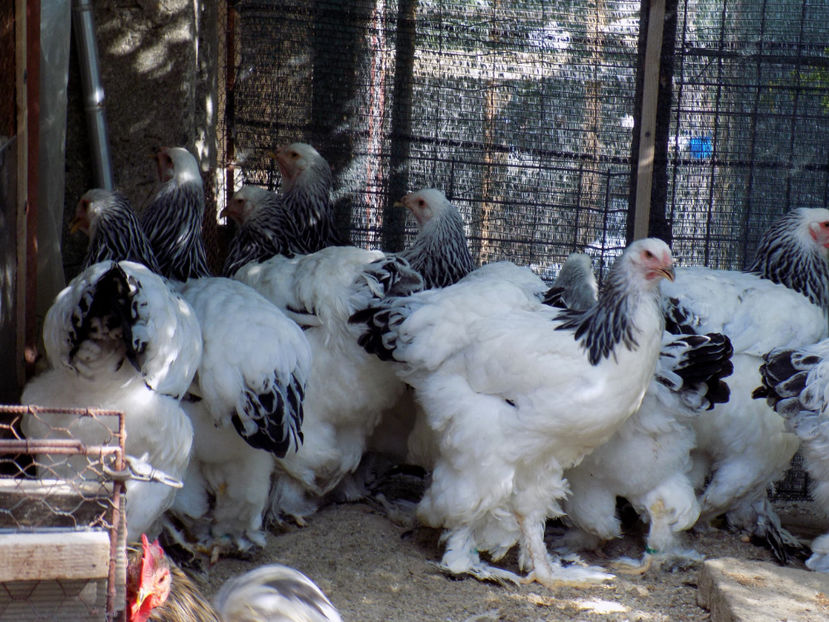  - VIITOR SPERANTE PTR 2020