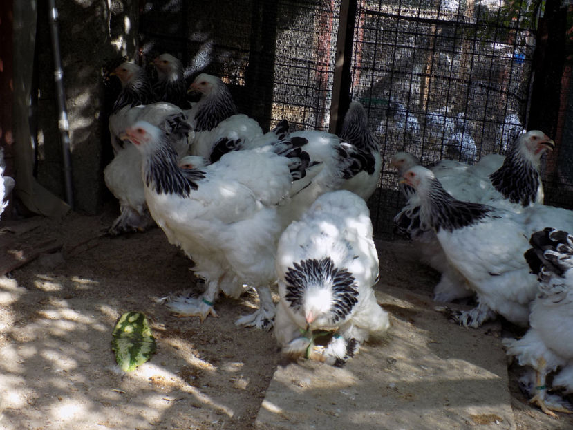  - VIITOR SPERANTE PTR 2020