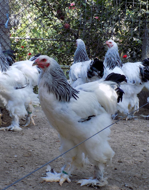  - VIITOR SPERANTE PTR 2020