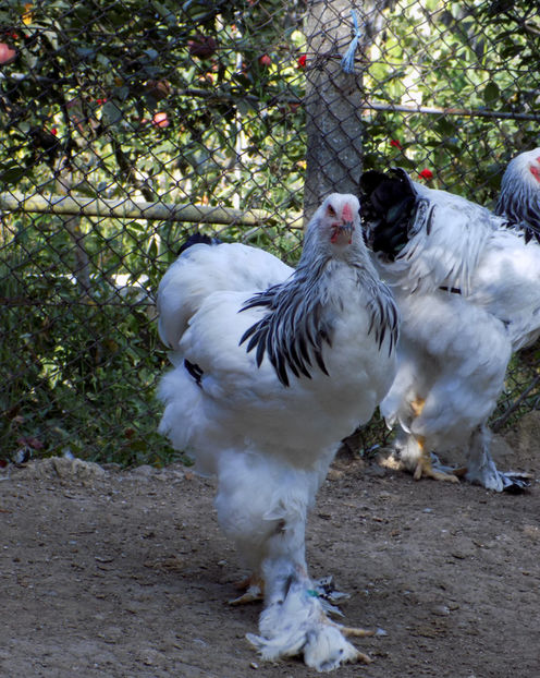  - VIITOR SPERANTE PTR 2020