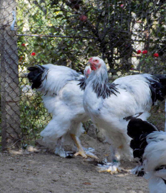  - VIITOR SPERANTE PTR 2020