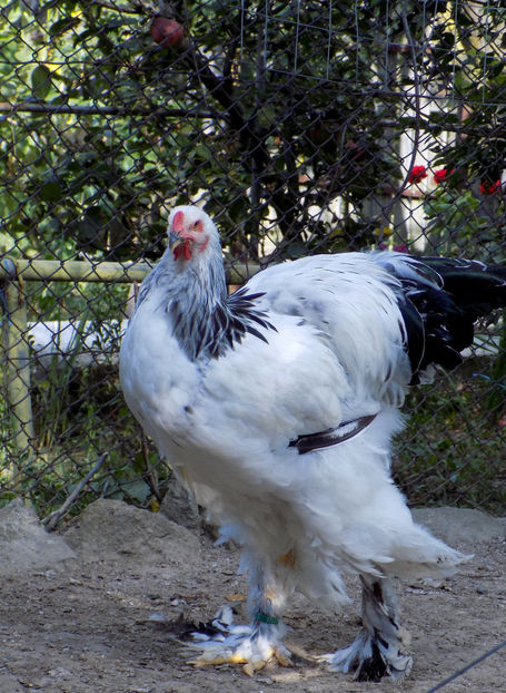  - VIITOR SPERANTE PTR 2020