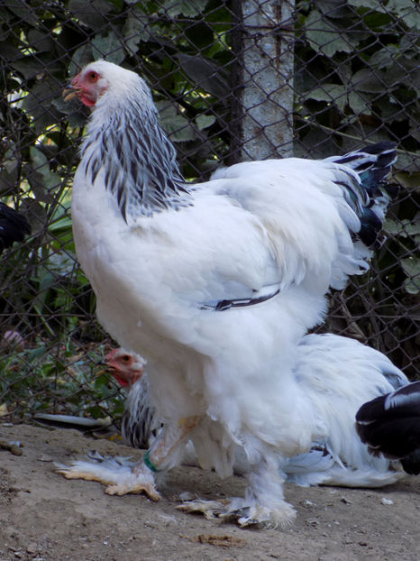  - VIITOR SPERANTE PTR 2020