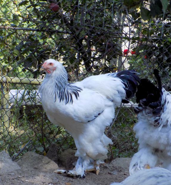  - VIITOR SPERANTE PTR 2020