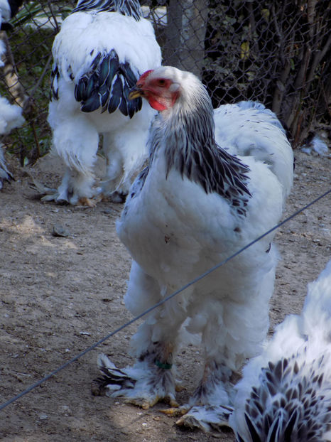  - VIITOR SPERANTE PTR 2020