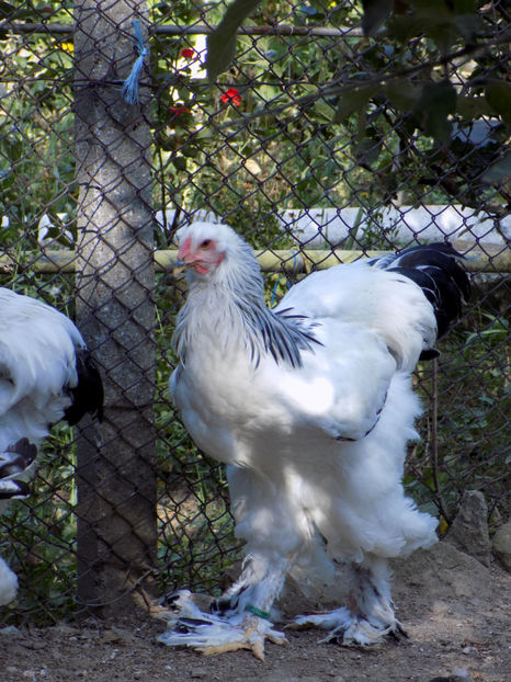  - VIITOR SPERANTE PTR 2020