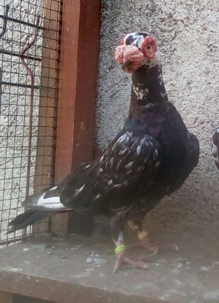 M - 2017 - Carunculați 2019