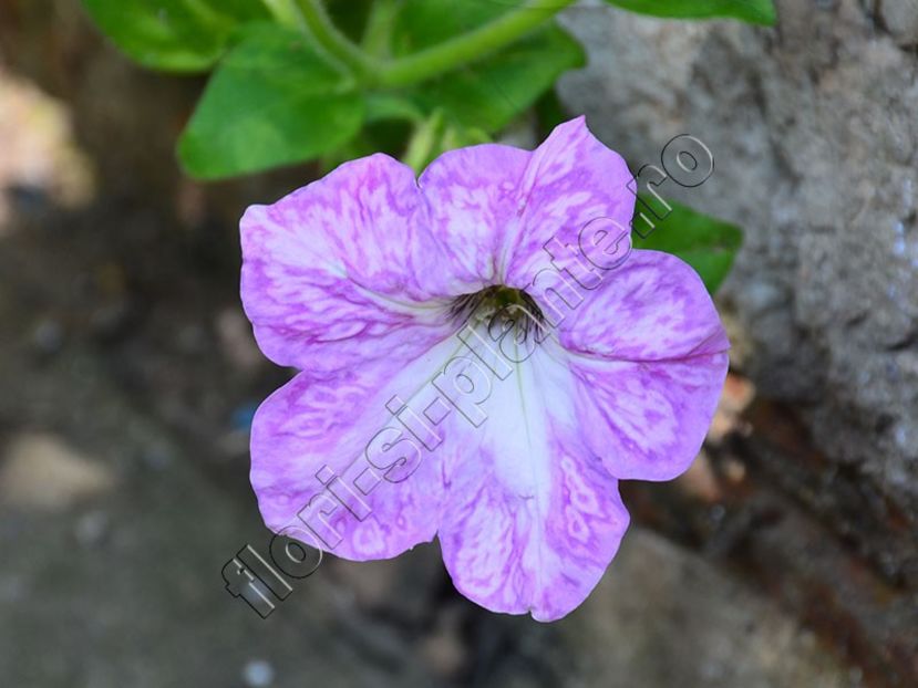 Petunia hibrid 6 - Petunia