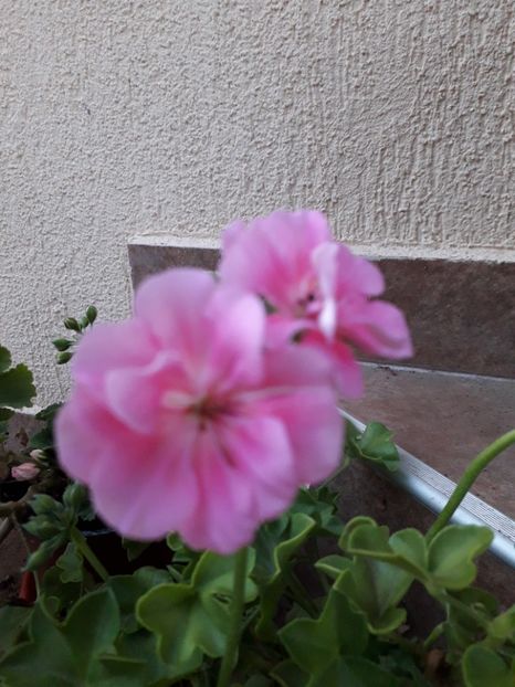  - 0Flori 2019