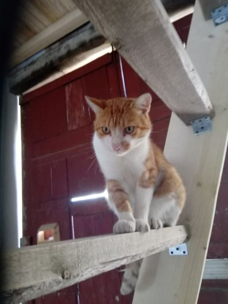  - Micile mele feline 2019