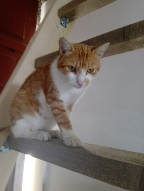  - Micile mele feline 2019