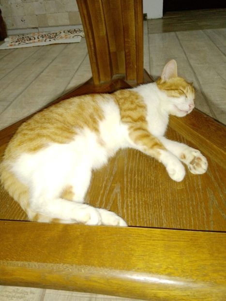  - Micile mele feline 2019