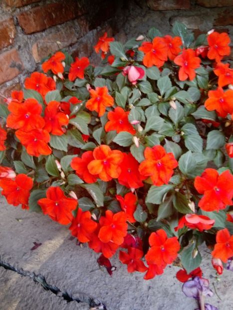  - Impatiens 2019