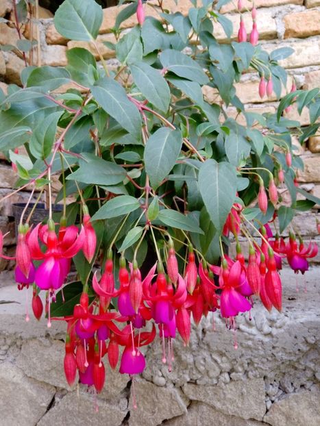 18 August - Fuchsia 2019