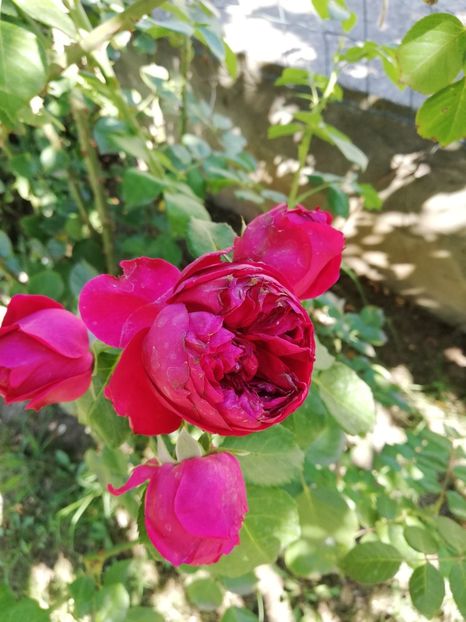  - Red Eden Erik Tabarly