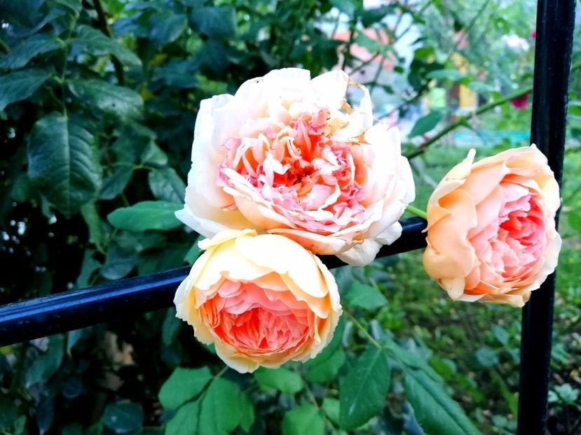 - Crown Princess Margareta