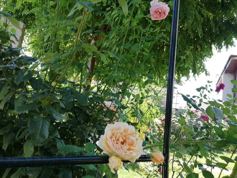  - Crown Princess Margareta