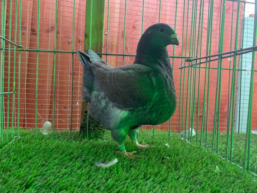 082058B1-6B09-4893-BE13-DF0C4B357674 - Tineret 2019