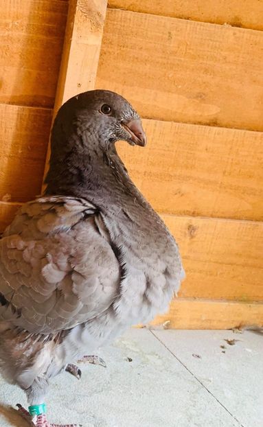 F0D89DCB-E69F-4617-B2FC-9B29B1DCB33E - Tineret 2019