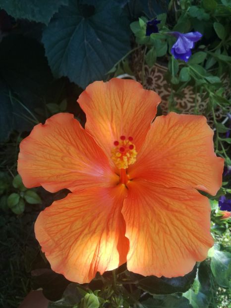  - Hibiscus