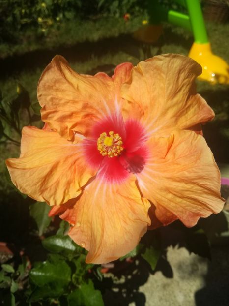  - Hibiscus