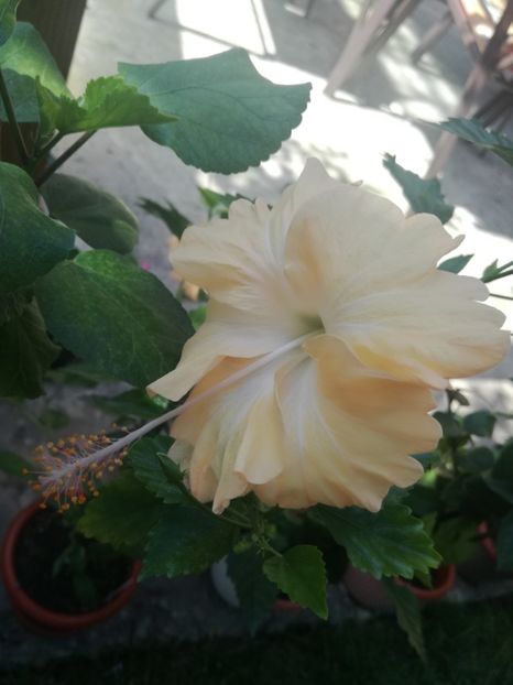  - Hibiscus