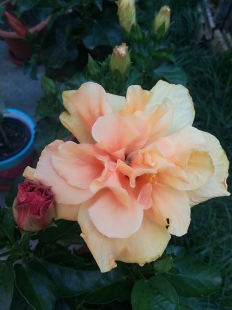  - Hibiscus