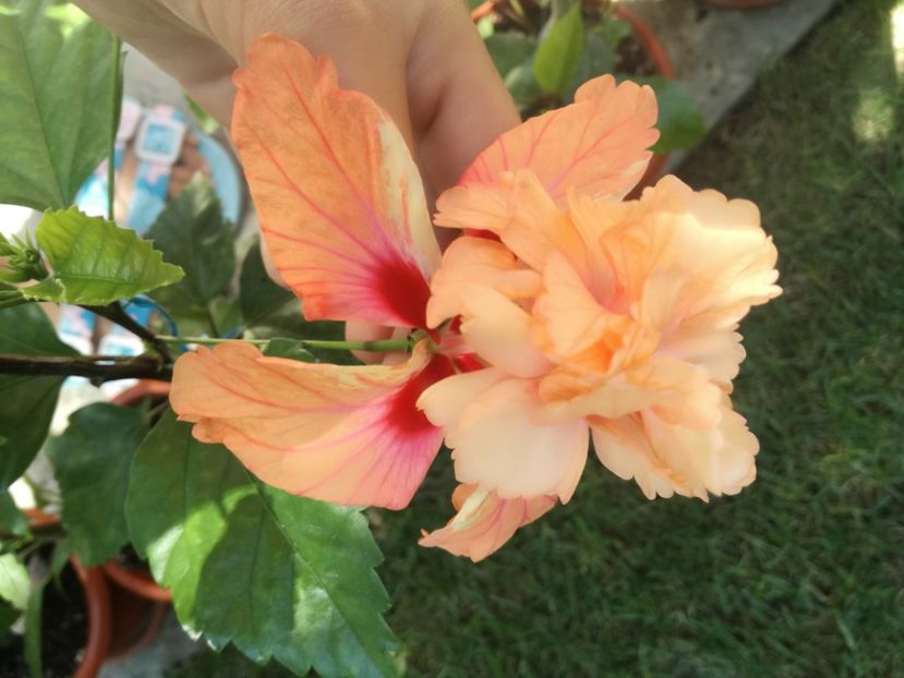  - Hibiscus