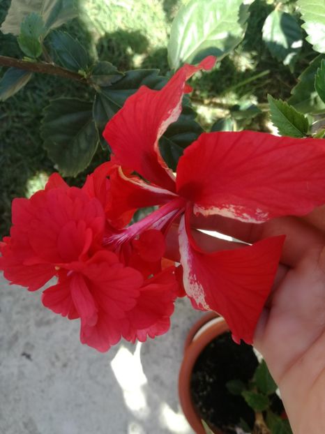  - Hibiscus