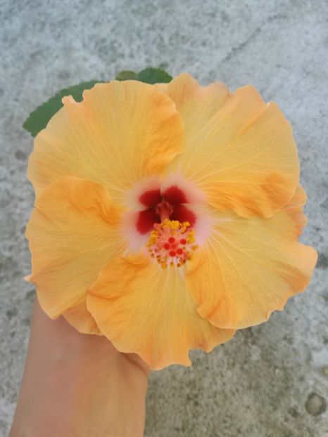  - Hibiscus