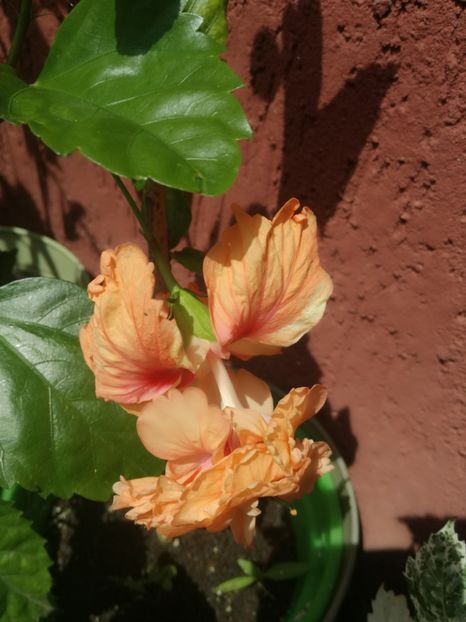  - Hibiscus