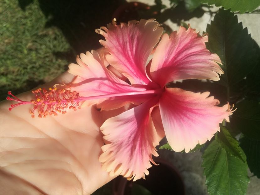  - Hibiscus