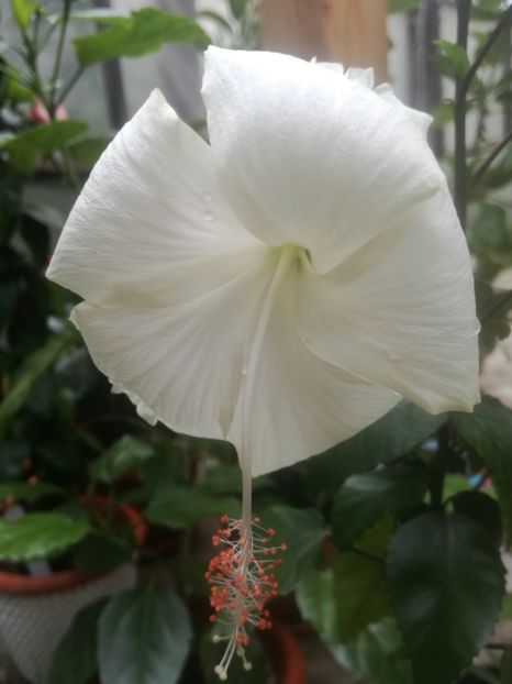  - Hibiscus