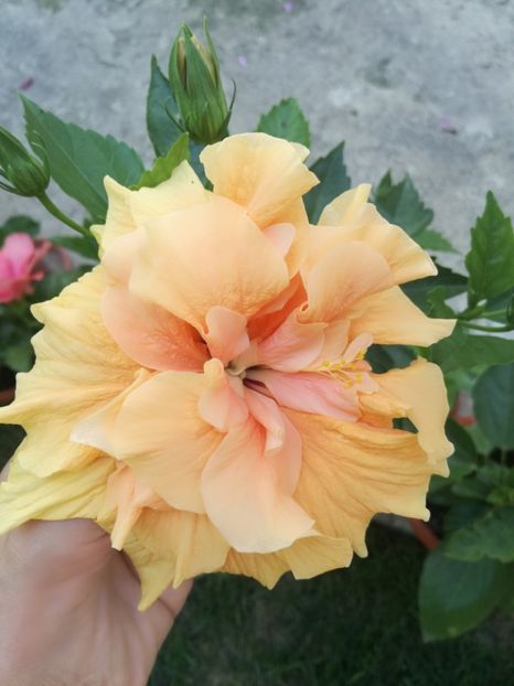  - Hibiscus