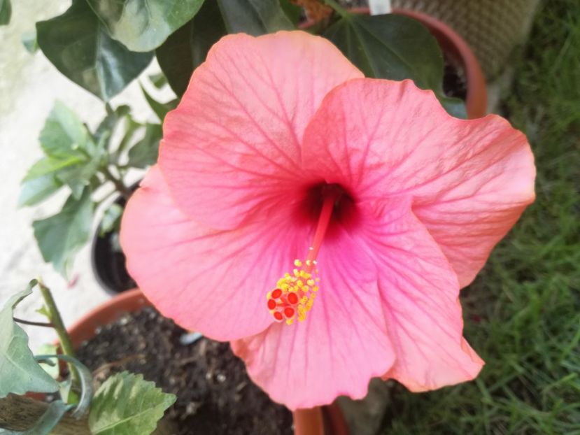  - Hibiscus